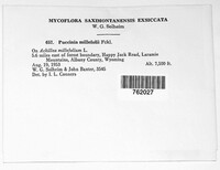 Puccinia cnici-oleracei image